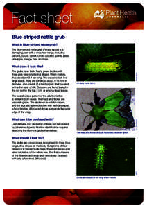 Fact sheet Blue-striped nettle grub What is Blue-striped nettle grub? The Blue-striped nettle grub (Parasa lepida) is a damaging pest with a wide host range, including banana, cocoa, castor, citrus, coconut, palms, peas,