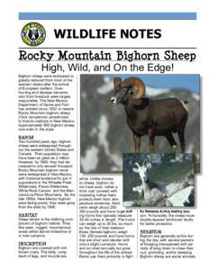 WILDLIFE NOTES Rocky Mountain Bighorn Sheep High, Wild, and On the Edge! Bighorn sheep were extirpated or greatly reduced from most of the western states after the arrival