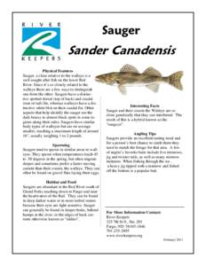Sauger  Sander Canadensis Physical Features Sauger, a close relative to the walleye is a well sought after fish on the lower Red