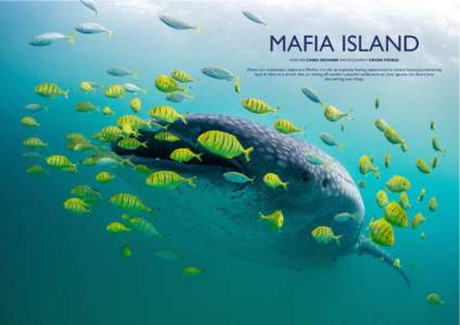 MAFIA ISLAND FEATURE CHRIS ROHNER PHOTOGRAPHY Divers are underwater explorers. Wether it is the zero-gravity feeling experienced at neutral buoyancy, swimming back in time on a wreck dive, or ticking off another colourfu