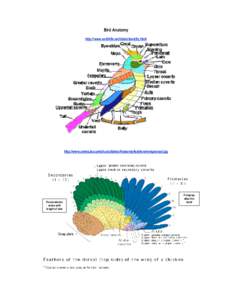 Bird Anatomy http://www.earthlife.net/birds/identify.html http://www.ummz.lsa.umich.edu/birds/Anatomy/feathers/wingdorsal.jpg  # secondaries