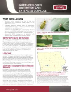 NORTHERN CORN ROOTWORM AND EXTENDED DIAPAUSE WHAT YOU’LL LEARN 