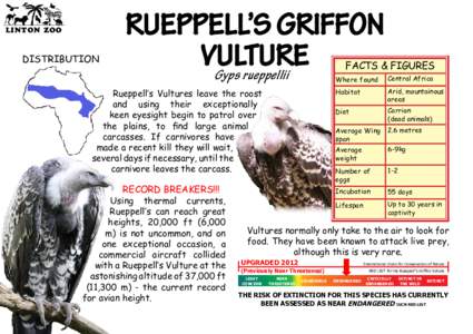 LINTON ZOO  DISTRIBUTION RUEPPELL’S GRIFFON VULTURE