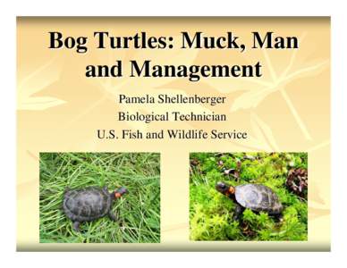 Bog Turtles: Muck, Man and Management Pamela Shellenberger Biological Technician U.S. Fish and Wildlife Service