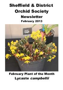 Sheffield & District Orchid Society Newsletter FebruaryFebruary Plant of the Month