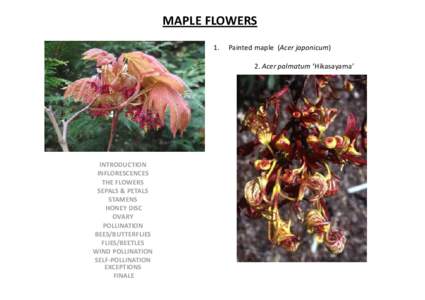 MAPLE FLOWERS 1. Painted maple (Acer japonicum) 2. Acer palmatum ‘Hikasayama’