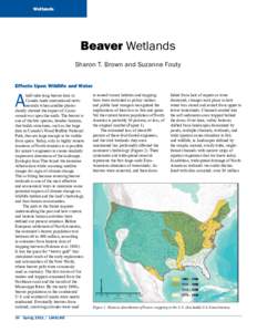 Wetlands  Beaver Wetlands Sharon T. Brown and Suzanne Fouty Effects Upon Wildlife and Water