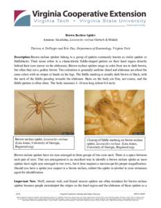 Brown Recluse Spider Araneae: Sicariidae, Loxosceles reclusa Gertsch & Mulaik Theresa A. Dellinger and Eric Day, Department of Entomology, Virginia Tech Description Brown recluse spiders belong to a group of spiders comm
