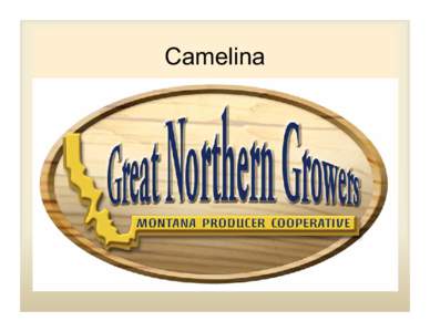 Camelina  • Great Northern Growers is a Montana Producer Cooperative dedicated to producing, processing, packaging, marketing, distributing and adding