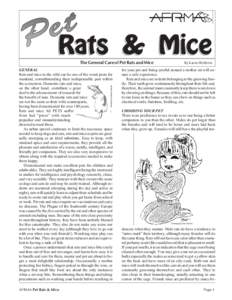 Mouse / Fancy mouse / Fancy rat / Rat / Rodent / Old World rats and mice / Biota / Anthrozoology / Fear / Ethology / Urban animals / Brown rat
