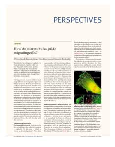 PERSPECTIVES OPINION How do microtubules guide migrating cells? J. Victor Small, Benjamin Geiger, Irina Kaverina and Alexander Bershadsky