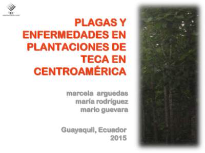 PLAGAS Y ENFERMEDADES EN PLANTACIONES DE TECA EN CENTROAMÉRICA marcela arguedas