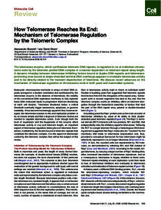 Molecular Cell  Review How Telomerase Reaches Its End: Mechanism of Telomerase Regulation by the Telomeric Complex