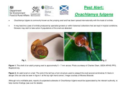 Pest Alert: Ovachlamys fulgens  Ovachlamys fulgens is commonly known as the jumping snail and has been spread internationally with the trade of orchids.
