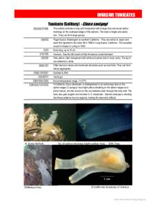 INVASIVE TUNICATES Tunicate (Solitary) - Ciona savignyi DESCRIPTION RANGE SIZE