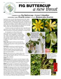 THE UPSTATE CHAPTER OF THE SC NATIVE PLANT SOCIETYFIG BUTTERCUP