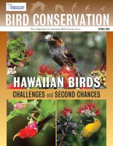 BIRD CONSERVATION The Magazine of American Bird Conservancy SPRING[removed]Challenges and SECOND Chances