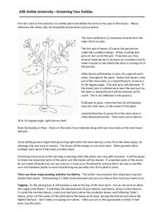 ADS Dahlia University – Grooming Your Dahlias First let’s look at the anatomy of a dahlia plant and define the terms to be used in this lesson. Please reference the rather silly, but hopefully instructional, picture 