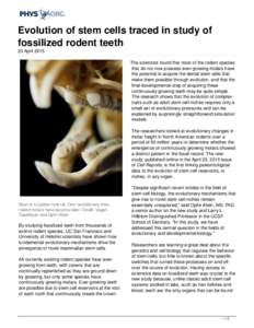 Evolution of stem cells traced in study of fossilized rodent teeth