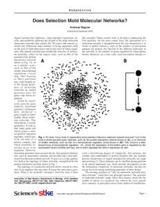 PERSPECTIVE  Does Selection Mold Molecular Networks? Andreas Wagner (Published 30 September 2003)