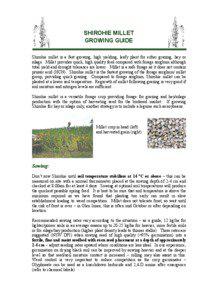 SHIROHIE MILLET GROWING GUIDE Shirohie millet is a fast growing, high yielding, leafy plant for either grazing, hay or