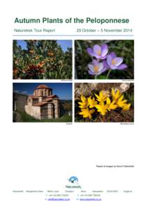 Autumn Plants of the Peloponnese 29 October – 5 November 2014 Naturetrek Tour Report  Arbutus unedo