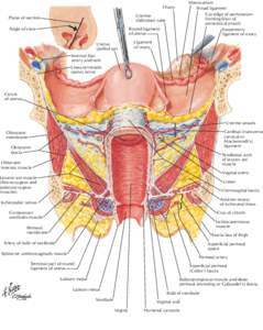 Mesovarium Broad ligament Cut edge of peritoneum forming floor of paravesical pouch Suspensory