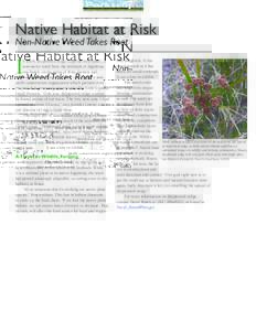 Native Habitat at Risk Non-Native Weed Takes Root I  n 2004, deeprooted sedge (Cyperus entrerianus), a