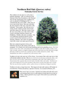 Northern Red Oak (Quercus rubra) Nebraska Forest Service The northern red oak (Quercus rubra) has a