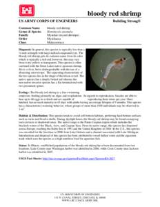 Taxonomy / Hemimysis anomala / Shrimp / Mysis relicta / Mysis / Mysis diluviana / Mysida / Phyla / Protostome
