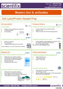 Free Call: Fax: Western blot & antibodies Cell Lysis/Protein Sample Prep
