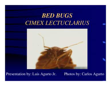 BED BUGS CIMEX LECTUCLARIUS PESTEC  Presentation by: Luis Agurto Jr.