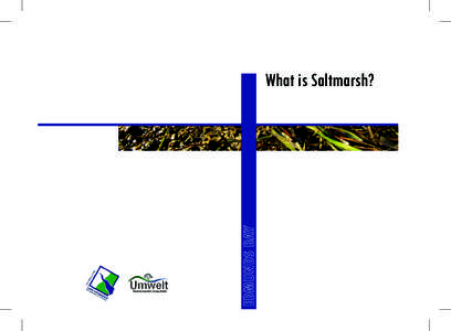 Umwelt Environmental Consultants EDMUNDS BAY  What is Saltmarsh?