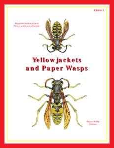 Hornet / Wasp / Polistes / Paper wasp / Vespula germanica / Bald-faced hornet / Vespula vulgaris / Paravespula / Bee / Vespidae / Hymenoptera / Yellowjacket