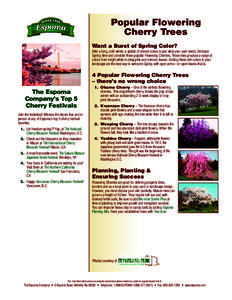 Popular Flowering Cherry Trees Want a Burst of Spring Color? After a long, cold winter, a splash of vibrant colors is just what your yard needs. Embrace Spring time and consider these popular Flowering Cherries. These tr