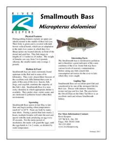 Smallmouth Bass Micropterus dolomieui Physical Features Distinguishing features include an upper jaw which extends to the middle of their red eyes. Their body is green and is covered with dark
