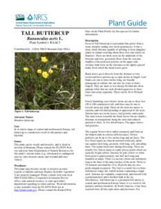 Tall Buttercup, Ranuculus acris, Plant Guide