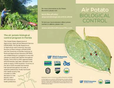 For more information on Air Potato Biocontrol, please visit: bcrcl.ifas.ufl.edu/ airpotatobiologicalcontrol.shtml To find your local extension office’s phone