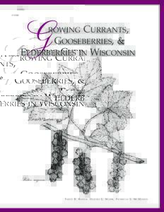 A1960  CURRANTS, GOOSEBERRIES, & ELDERBERRIES IN WISCONSIN ROWING