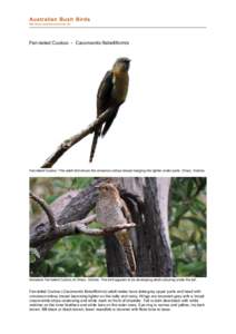 file:///G:/bushbirds6.11/infc/cacomantis_flabelliformis.html