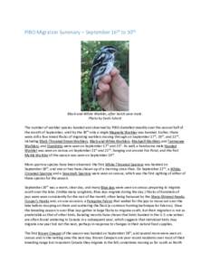 PIBO Migration Summary – September 16th to 30th  Black-and-White Warbler, after hatch-year male. Photo by Sachi Schott The number of warbler species banded and observed by PIBO dwindled steadily over the second half of