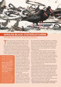 African Black Oystercatchers problems for youngsters? T  wenty-five years ago, the world population of the