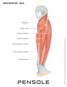 Foot Anatomy - DeepMuscles Back View