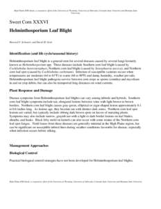 Microsoft Word - helminthosporiumleafblight-sweetcorn.doc