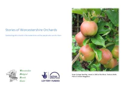 Stories of Worcestershire Orchards Celebrating old orchards in Worcestershire and the people who care for them Hope Cottage Seedling, raised in 1900 at Rochford, Tenbury Wells. Photo © Wade Muggleton
