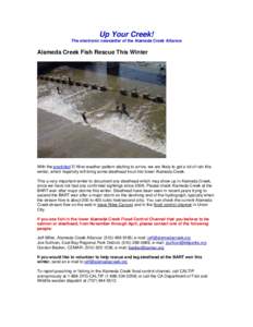 Up Your Creek! The electronic newsletter of the Alameda Creek Alliance Alameda Creek Fish Rescue This Winter  With the predicted El Nino weather pattern starting to arrive, we are likely to get a lot of rain this
