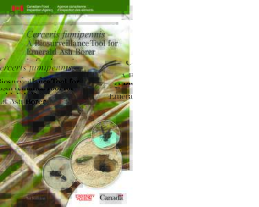 Cerceris fumipennis – A Biosurveillance Tool for Emerald Ash Borer 1st Edition
