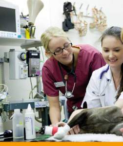 UNDERGRADUATE VETERINARY COURSES We’ve been delivering exceptional veterinary training for well over 200 years and our academic research facilities are second-to-none. By choosing