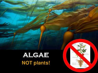 ALGAE NOT plants! ALGAE GROUPS • Microalgae: Phytoplankton • Macroalgae: