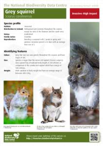 The National Biodiversity Data Centre  Grey squirrel Documenting Ireland’s Wildlife